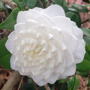 Sea Foam Camellia, Camellia japonica 'Sea Foam'